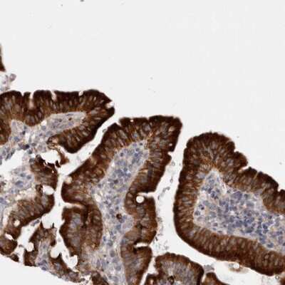 Immunohistochemistry-Paraffin LRRC40 Antibody - BSA Free