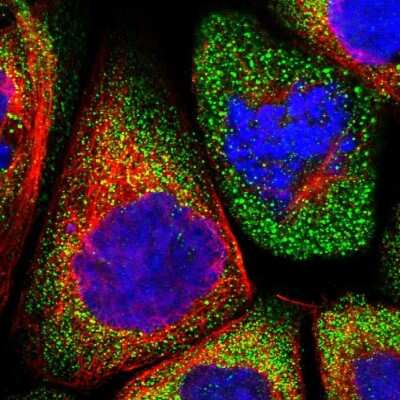 Immunocytochemistry/Immunofluorescence: LRRC46 Antibody [NBP1-81189] - Staining of human cell line A-431 shows positivity in cytoplasm. Antibody staining shown in green.
