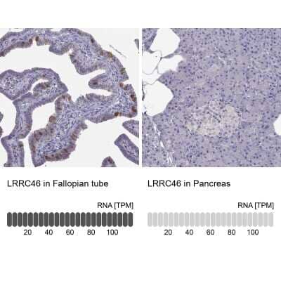 Immunohistochemistry-Paraffin: LRRC46 Antibody [NBP2-62692] - Analysis in human fallopian tube and pancreas tissues using Anti-LRRC46 antibody. Corresponding LRRC46 RNA-seq data are presented for the same tissues.