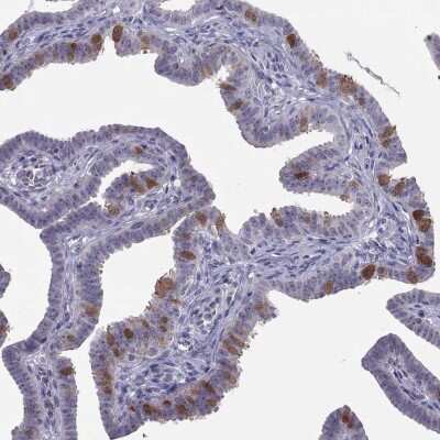<b>Orthogonal Strategies Validation. </b>Immunohistochemistry-Paraffin: LRRC46 Antibody [NBP2-62692] - Staining of human fallopian tube shows high expression.