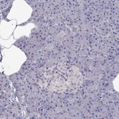 Immunohistochemistry-Paraffin: LRRC46 Antibody [NBP2-62692] - Staining of human pancreas shows low expression as expected.