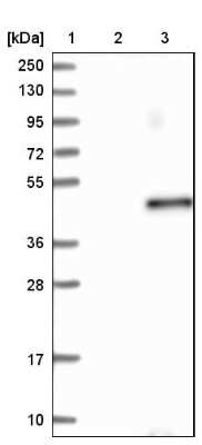 Western Blot: LRRC46 Antibody [NBP1-81189] - Lane 1: Marker [kDa] 250, 130, 95, 72, 55, 36, 28, 17, 10Lane 2: Negative control (vector only transfected HEK293T lysate)Lane 3: Over-expression lysate (Co-expressed with a C-terminal myc-DDK tag (~3.1 kDa) in mammalian HEK293T cells).