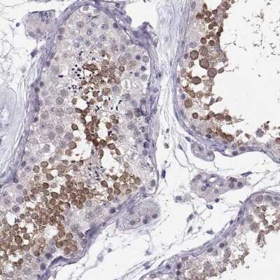 Immunohistochemistry-Paraffin LRRC50 Antibody - BSA Free