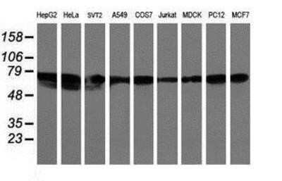 Western Blot: LRRC50 Antibody (OTI2C4) - Azide and BSA Free [NBP2-72536] - Analysis of extracts (35ug) from 9 different cell lines by using g anti-LRRC50 monoclonal antibody (HepG2: human; HeLa: human; SVT2: mouse; A549: human; COS7: monkey; Jurkat: human; MDCK: canine; PC12: rat; MCF7: human).