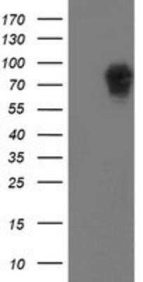Western Blot: LRRC50 Antibody (OTI2C4) - Azide and BSA Free [NBP2-72536] - HEK293T cells were transfected with the pCMV6-ENTRY control (Left lane) or pCMV6-ENTRY LRRC50 (Right lane) cDNA for 48 hrs and lysed. Equivalent amounts of cell lysates (5 ug per lane) were separated by SDS-PAGE and immunoblotted with anti-LRRC50.