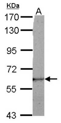 Western Blot LRRC50 Antibody - BSA Free