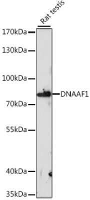 Western Blot: LRRC50 Antibody [NBP3-03754] - Analysis of extracts of rat testis, using LRRC50 antibody at 1:1000 dilution. Secondary antibody: HRP Goat Anti-Rabbit IgG (H+L) at 1:10000 dilution. Lysates/proteins: 25ug per lane. Blocking buffer: 3% nonfat dry milk in TBST. Detection: ECL Basic Kit .