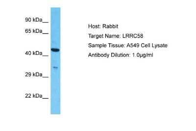 Western Blot: LRRC58 Antibody [NBP2-83160] - Host: Rabbit. Target Name: LRRC58. Sample Type: A549 Whole Cell lysates. Antibody Dilution: 1.0ug/ml