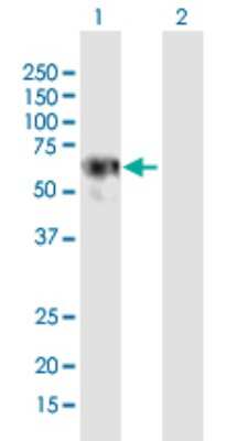 Western Blot: LRRC6 Antibody [H00023639-B01P] - Analysis of LRRC6 expression in transfected 293T cell line by LRRC6 polyclonal antibody.  Lane 1: LRRC6 transfected lysate(51.26 KDa). Lane 2: Non-transfected lysate.