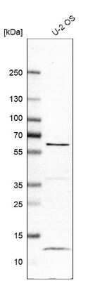 Western Blot: LRRC6 Antibody [NBP1-82816] - Analysis in human cell line U-2 OS.