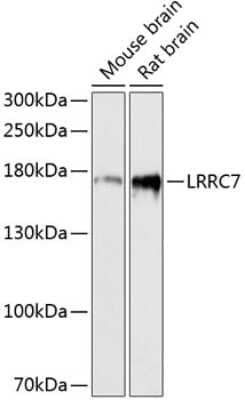 Western Blot: LRRC7 Antibody [NBP3-05643] - Western blot analysis of extracts of various cell lines, using LRRC7 antibody (NBP3-05643) at 1:3000 dilution. Secondary antibody: HRP Goat Anti-Rabbit IgG (H+L) at 1:10000 dilution. Lysates/proteins: 25ug per lane. Blocking buffer: 3% nonfat dry milk in TBST. Detection: ECL Basic Kit. Exposure time: 90s.