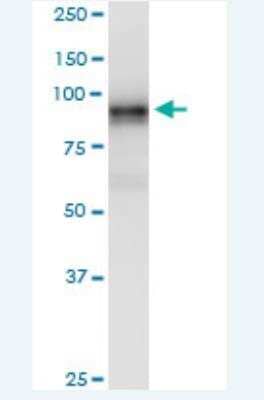 Western Blot: LRRC8A Antibody (8H9) [H00056262-M04-100ug] - Analysis of LRRC8A expression in A-431.