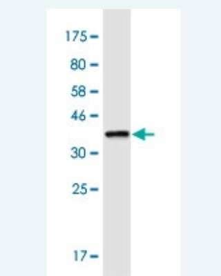 Western Blot: LRRC8A Antibody (8H9) [H00056262-M04-100ug] - Detection against Immunogen (36.74 KDa) .