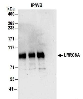 Immunoprecipitation: LRRC8A Antibody [NBP2-32082] - Samples:  Whole cell lysate (1 mg for IP; 20% of IP loaded) from HeLa cells.  Antibodies:  Affinity purified rabbit anti-LRRC8A antibody NBP2-32082 used for IP at 6 ug/mg lysate.  For blotting immunoprecipitated LRRC8A was used at 1 ug/ml.  Detection: Chemiluminescence with an exposure time of 30 seconds.
