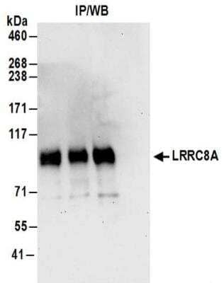 <b>Biological Strategies Validation. </b>Immunoprecipitation: LRRC8A Antibody [NBP2-32158] - Samples:  Whole cell lysate (1 mg for IP; 20% of IP loaded) from HeLa cells.  Antibodies:  Affinity purified rabbit anti-LRRC8A antibody NBP2-32158 used for IP at 6 ug/mg lysate.  For blotting immunoprecipitated LRRC8A, NBP2-32158 was used at 1 ug/ml.  Detection: Chemiluminescence with an exposure time of 30 seconds.