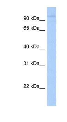 Western Blot: LRRC8A Antibody [NBP1-59493] - Jurkat cell lysate, concentration 0.2-1 ug/ml.