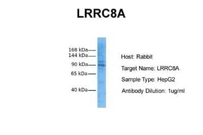Western Blot LRRC8A Antibody - BSA Free
