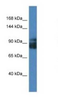 Western Blot: LRRC8A Antibody [NBP1-59538] - Titration: 0.2-1 ug/ml, Positive Control: HT1080 cell lysate.