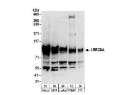 Western Blot: LRRC8A Antibody [NBP2-32082] - Whole cell lysate (50 ug) from HeLa, HEK293T, Jurkat, mouse TCMK-1, and mouse NIH 3T3 cells. Antibodies: Affinity purified rabbit anti-LRRC8A antibody used for WB at 0.4 ug/ml. Detection: Chemiluminescence with an exposure time of 3minutes.