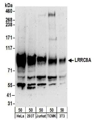 Western Blot LRRC8A Antibody - BSA Free