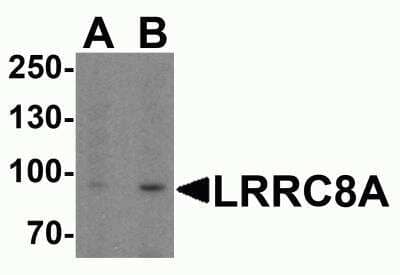 Western Blot LRRC8A Antibody - BSA Free