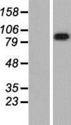 Western Blot: LRRC8A Overexpression Lysate (Adult Normal) [NBP2-06711] Left-Empty vector transfected control cell lysate (HEK293 cell lysate); Right -Over-expression Lysate for LRRC8A.