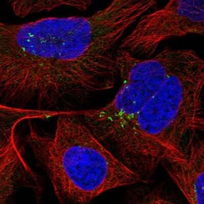 Immunocytochemistry/Immunofluorescence: LRRC8C Antibody [NBP1-90871] - Staining of human cell line U-2 OS shows localization to the Golgi apparatus. Antibody staining is shown in green.