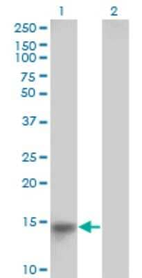 Western Blot LRRC8D Antibody (3H1-1C2) - Azide and BSA Free