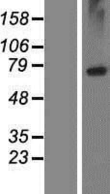 Western Blot LRRC8E Overexpression Lysate