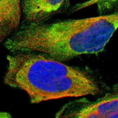 Immunocytochemistry/Immunofluorescence: LRRFIP1 Antibody [NBP1-84665] - Immunofluorescent staining of human cell line U-2 OS shows localization to cytosol.