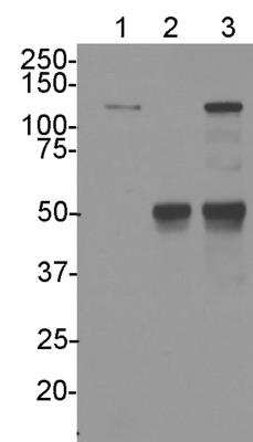 Immunoprecipitation LRRFIP1 Antibody