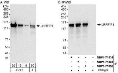 Western Blot LRRFIP1 Antibody