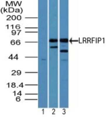 Western Blot LRRFIP1 Antibody