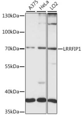 Western Blot: LRRFIP1 Antibody [NBP3-05115] - Analysis of extracts of various cell lines, using LRRFIP1 antibody at 1:1000 dilution. Secondary antibody: HRP Goat Anti-Rabbit IgG (H+L) at 1:10000 dilution. Lysates/proteins: 25ug per lane. Blocking buffer: 3% nonfat dry milk in TBST. Detection: ECL Basic Kit