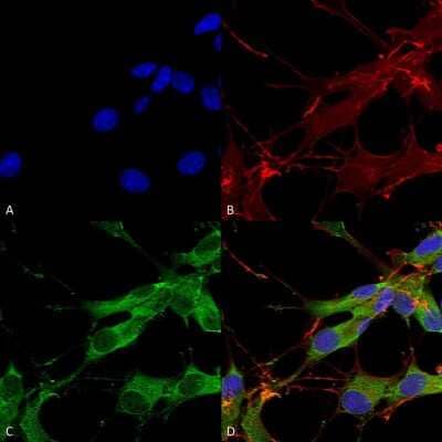 Immunocytochemistry/Immunofluorescence: LRRK2 Antibody (S138-6) [NBP2-42175] - Immunocytochemistry/Immunofluorescence analysis using Mouse Anti-LRRK2/Dardarin Monoclonal Antibody, Clone S138-6 (NBP2-42175). Tissue: Neuroblastoma cells (SH-SY5Y). Species: Human. Fixation: 4% PFA for 15 min. Primary Antibody: Mouse Anti-LRRK2/Dardarin Monoclonal Antibody (NBP2-42175) at 1:100 for overnight at 4C with slow rocking. Secondary Antibody: AlexaFluor 488 at 1:1000 for 1 hour at RT. Counterstain: Phalloidin-iFluor 647 (red) F-Actin stain; Hoechst (blue) nuclear stain at 1:800, 1.6mM for 20 min at RT. (A) Hoechst (blue) nuclear stain. (B) Phalloidin-iFluor 647 (red) F-Actin stain. (C) LRRK2/Dardarin Antibody (D) Composite.