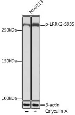 Western Blot: LRRK2 [p Ser935] Antibody (4J10Z7) [NBP3-16928] - Western blot analysis of extracts of NIH/3T3 cells, using LRRK2 Rabbit mAb (NBP3-16928) at 1:1000 dilution.NIH/3T3 cells were treated by Calyculin A (100 nM) at 37C for 30 minutes after serum-starvation overnight Secondary antibody: HRP Goat Anti-Rabbit IgG (H+L) at 1:10000 dilution. Lysates/proteins: 25ug per lane. Blocking buffer: 3% BSA. Detection: ECL Basic Kit. Exposure time: 3min.