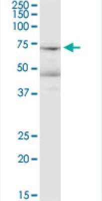 Western Blot: LRRN1/NLRR-1 Antibody (3D11) [H00057633-M05-100ug] - LRRN1 monoclonal antibody (M05), clone 3D11. Western Blot analysis of LRRN1 expression in HeLa.