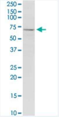 Western Blot: LRRN1/NLRR-1 Antibody (3D11) [H00057633-M05-100ug] - LRRN1 monoclonal antibody (M05), clone 3D11. Western Blot analysis of LRRN1 expression in PC-12.