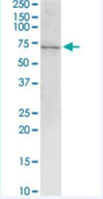 Western Blot: LRRN1/NLRR-1 Antibody (3D11) [H00057633-M05-100ug] - LRRN1 monoclonal antibody (M05), clone 3D11. Western Blot analysis of LRRN1 expression in Raw 264.7.