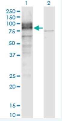 Western Blot: LRRN1/NLRR-1 Antibody (3D11) [H00057633-M05-100ug] - Western Blot analysis of LRRN1 expression in transfected 293T cell line by LRRN1 monoclonal antibody (M05), clone 3D11. Lane 1: LRRN1 transfected lysate (Predicted MW: 78.76 KDa). Lane 2: Non-transfected lysate.