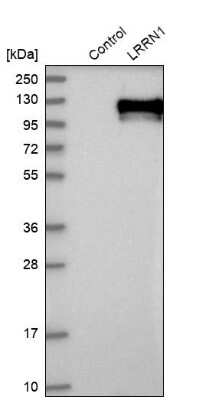 <b>Orthogonal Strategies Validation. </b>Western Blot: LRRN1/NLRR-1 Antibody [NBP1-83896] - Analysis in control (vector only transfected HEK293T lysate) and LRRN1 over-expression lysate (Co-expressed with a C-terminal myc-DDK tag (3.1 kDa) in mammalian HEK293T cells).