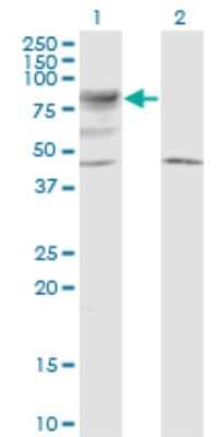 Western Blot: LRRN2 Antibody (6A9) [H00010446-M01] - Analysis of LRRN2 expression in transfected 293T cell line by LRRN5 monoclonal antibody (M01), clone 6A9.Lane 1: LRRN2 transfected lysate (Predicted MW: 78.9 KDa).Lane 2: Non-transfected lysate.