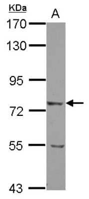 Western Blot: LRRN2 Antibody [NBP2-17175] - Sample (30 ug of whole cell lysate) A: U87-MG 7. 5% SDS PAGE gel, diluted at 1:1000.