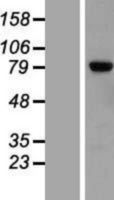 Western Blot: LRRN2 Overexpression Lysate (Adult Normal) [NBP2-07639] Left-Empty vector transfected control cell lysate (HEK293 cell lysate); Right -Over-expression Lysate for LRRN2.