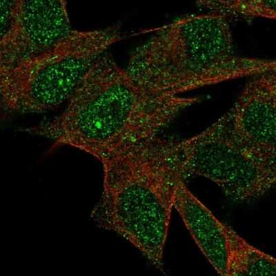 Immunocytochemistry/Immunofluorescence: LRRN3/NLRR-3 Antibody [NBP2-30614] - Staining of human cell line SH-SY5Y shows localization to nucleus & cytosol. Antibody staining is shown in green. 