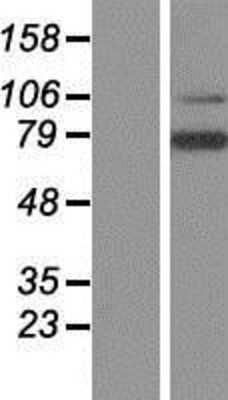 Western Blot: LRRN3 Overexpression Lysate (Adult Normal) [NBP2-06818] Left-Empty vector transfected control cell lysate (HEK293 cell lysate); Right -Over-expression Lysate for LRRN3.