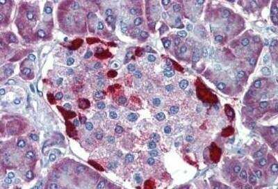 Immunohistochemistry-Paraffin: LRRN4 Antibody [NBP1-50177] - Analysis of anti-LRRN4 / C20orf75 antibody with human pancreas at concentration 10 ug/ml.