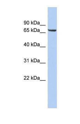 Western Blot LRRTM4 Antibody - BSA Free