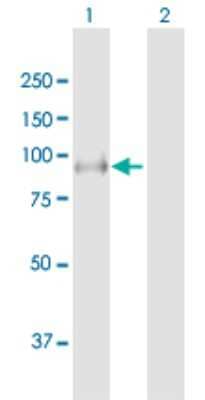 Western Blot: LRSAM1 Antibody [H00090678-B01P] - Analysis of LRSAM1 expression in transfected 293T cell line by LRSAM1 polyclonal antibody.  Lane 1: LRSAM1 transfected lysate(79.53 KDa). Lane 2: Non-transfected lysate.