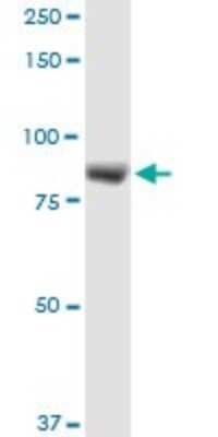 Western Blot: LRSAM1 Antibody [H00090678-D01P] - Analysis of LRSAM1 expression in HeLa.